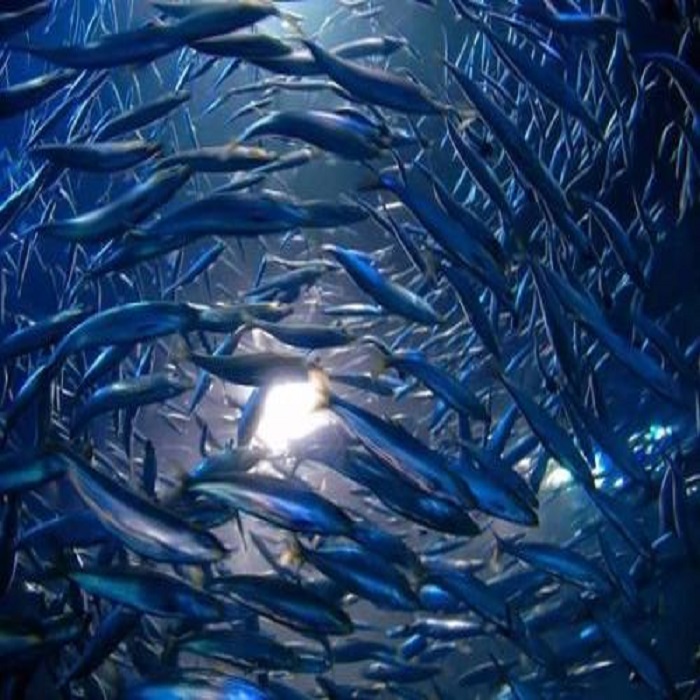 如何控制魚(yú)粉中的沙門(mén)氏菌